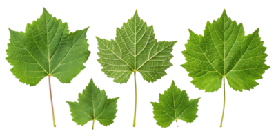 Green grape leaf collection with detailed veins and natural texture isolated on transparency background showing fresh grape leaf shapes png