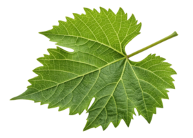 Green grape leaf with detailed veins and serrated edges isolated on transparency background showing natural texture and fresh color png