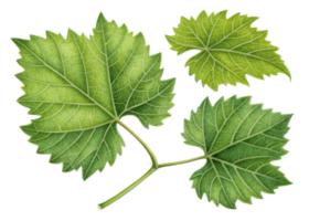 Grape leaf with detailed veins and vibrant green color showing natural texture and fresh appearance in botanical style illustration png