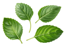 Fresh holy basil leaf collection with vibrant green color and natural texture perfect for cooking and herbal use png