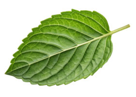 Holy basil leaf with fresh green texture and detailed veins isolated on transparency background for natural herbal concept png