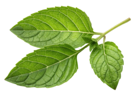 Holy basil leaf fresh green herb with detailed veins and natural texture perfect for healthy cooking and natural remedies png
