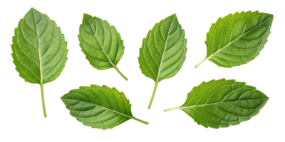 Holy basil leaf fresh green herb leaves isolated on transparency background with natural texture and detail for healthy food png