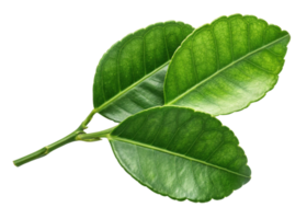 Kaffir lime leaf with fresh green texture and natural veins on isolated background for cooking and decoration png