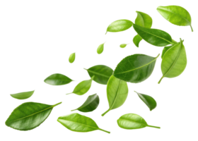Fresh kaffir lime leaf with vibrant green color floating isolated on transparency background for natural and healthy concept png