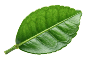 Kaffir lime leaf with vibrant green color and detailed texture showing natural veins and glossy surface in fresh close up view png