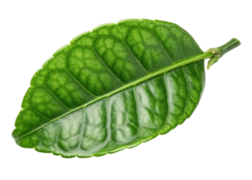 Kaffir lime leaf with vibrant green color and detailed texture showing natural veins and glossy surface in close up view png