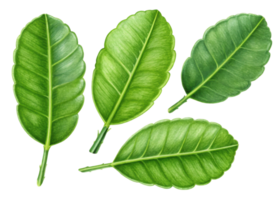 Fresh kaffir lime leaf collection with vibrant green color and detailed texture perfect for cooking and natural decoration png