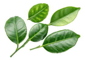 Fresh kaffir lime leaf collection with vibrant green color and glossy texture perfect for cooking and aromatic use in various dishes png