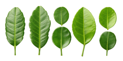Kaffir lime leaf collection with fresh green leaves isolated on transparency background showing different shapes and sizes of kaffir lime leaf png