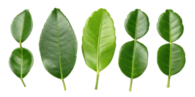Fresh kaffir lime leaf collection with vibrant green color and smooth texture perfect for cooking and aromatic use png