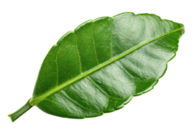 Kaffir lime leaf with glossy texture and vibrant green color showing detailed veins and natural freshness in close up view png
