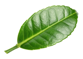 Kaffir lime leaf with glossy texture and vibrant green color isolated on transparency background showing natural detail and freshness png
