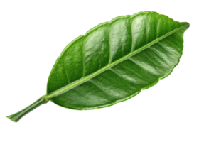Fresh kaffir lime leaf with vibrant green color and glossy texture adds natural and aromatic touch to culinary dishes png