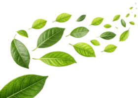 Green leaf collection with fresh lemon leaf shapes flying in air creating natural and lively atmosphere full of energy and freshness png