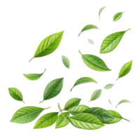 Fresh green matcha leaf collection with natural texture and vibrant color floating in air creating refreshing and lively atmosphere png