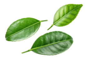 Fresh kaffir lime leaf with vibrant green color and glossy texture perfect for cooking and garnishing dishes png