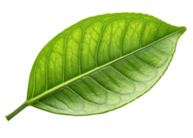 Fresh green leaf with visible veins and texture resembling lemon tree leaf glowing with natural light and vibrant color png