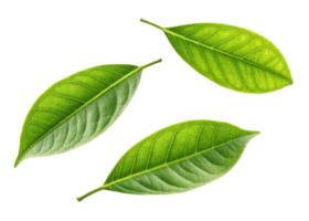 Fresh green leaf with visible veins and texture isolated on transparency background showing natural beauty and vibrant lemon freshness png