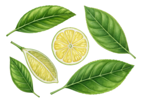 Lemon slice and leaf illustrations with vibrant green colors and detailed textures showing fresh citrus elements in natural and lively style png