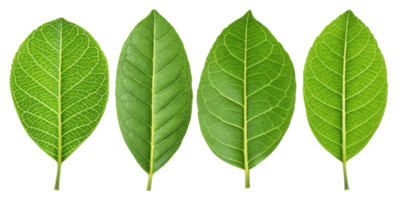 Fresh green leaf with detailed veins and natural texture arranged in row with lemon hint of freshness and vibrant leaf color png