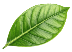 Green leaf with detailed veins and fresh texture resembling lemon tree leaf glowing with natural light and vibrant color png