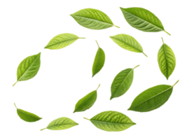 Green matcha leaf collection isolated on transparency background with natural texture and fresh color for healthy tea ingredient design png