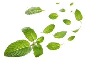 Fresh mint leaf collection with various sizes and shapes isolated on transparent background showing natural texture and vibrant green color png