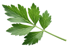 fresco levístico folha com vibrante verde cor e detalhado veias isolado em transparência fundo mostrando natural textura e frescor png