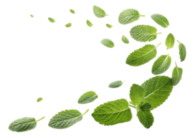 Fresh mint leaf scattered in natural pattern showing vibrant green color and texture of leaf in lively arrangement png