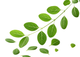 Fresh green moringa leaf branch with scattered leaves isolated on transparent background showing natural texture and vibrant color png