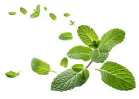 Fresh mint leaf with vibrant green color and detailed texture floating on transparent background creating refreshing natural feeling png