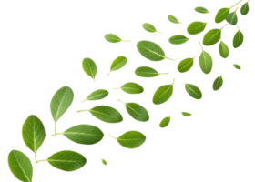 Fresh moringa leaf collection with vibrant green color and natural texture floating on transparent background for healthy concept png