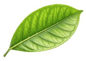 Fresh green leaf with detailed veins and texture, perfect for natural and botanical designs with hint of lemon freshness png