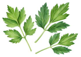 Lovage leaf with fresh green color and natural texture perfect for culinary use and herbal remedies in vibrant healthy arrangement png