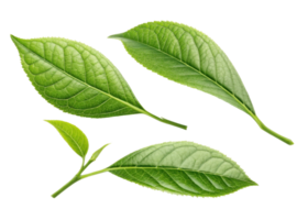 Fresh green matcha leaf with detailed texture and veins isolated on transparency background showing natural beauty and vibrant color png