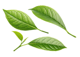 Fresh green matcha leaf collection with detailed texture and natural veins isolated on transparency background for healthy tea concept png