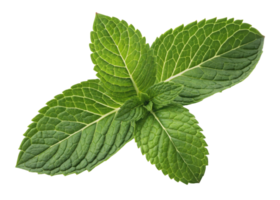 Fresh mint leaf with vibrant green color and detailed texture showing natural veins and edges in close up view png