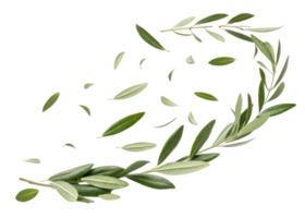 Olive leaf branches with scattered leaves create natural and fresh design element with soft green color and delicate texture png