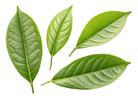 Fresh green matcha leaf collection with natural texture and vibrant color perfect for healthy tea or herbal use png