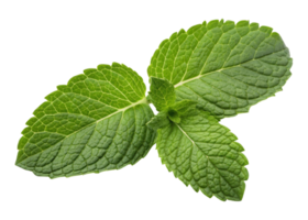 Fresh mint leaf with vibrant green leaf texture and natural veins creating refreshing and lively appearance in close up image png