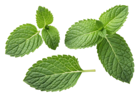 Fresh green mint leaf with detailed texture and natural veins showing freshness and vibrant color in close up view png