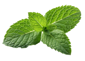 Fresh mint leaf with vibrant green texture and detailed veins creating natural and refreshing look perfect for culinary or herbal use png