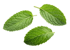 Fresh mint leaf close up with detailed texture and vibrant green color perfect for culinary and herbal use png