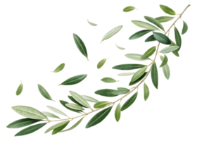 Olive leaf branch with scattered leaves isolated transparency background creating natural and fresh atmosphere with vibrant green tones png