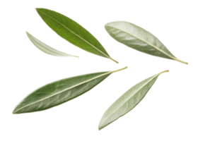 Olive leaf collection with natural green and silver tones showing detailed texture and veins in fresh botanical arrangement png