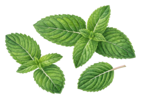 Fresh green mint leaf with detailed texture and veins isolated on transparency background showing natural freshness and vibrant color png