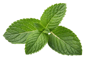 Fresh mint leaf with vibrant green texture and natural veins creating refreshing and lively appearance in this close up image png