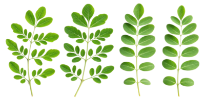 Fresh moringa leaf with green leaf isolated on transparency background showing natural texture and healthy plant png