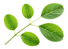 Fresh moringa leaf branch with vibrant green leaves showing detailed veins and natural texture isolated on transparency background png